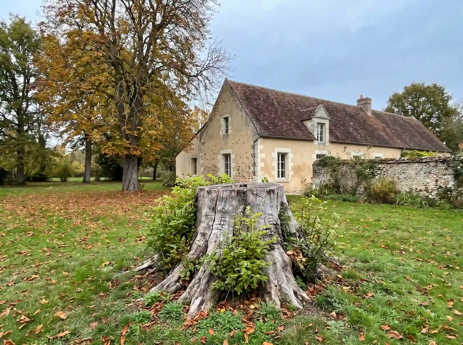 Avant : grosse souche avec des rejets au milieu de la pelouse, devant une longère