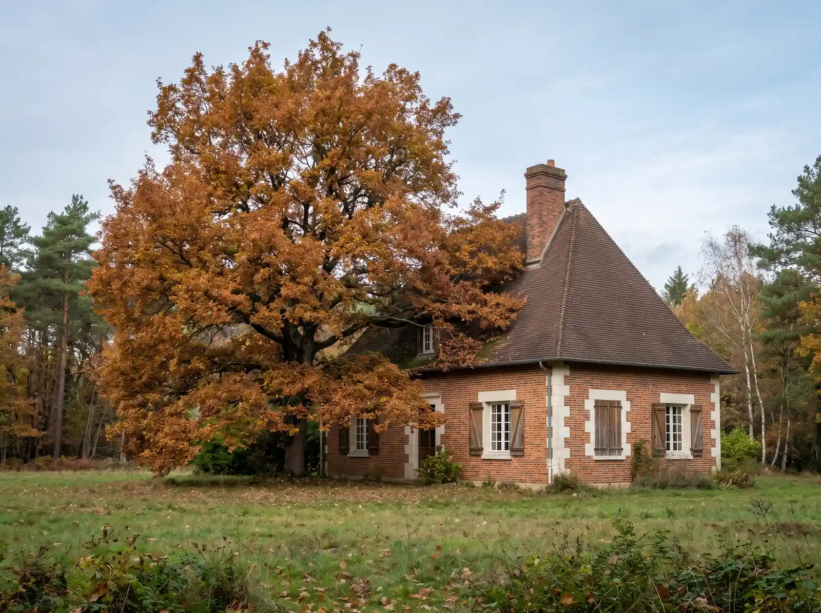 Avant : grand chêne aux feuilles rousses dont les branches surplombent le toit d’une maison en brique